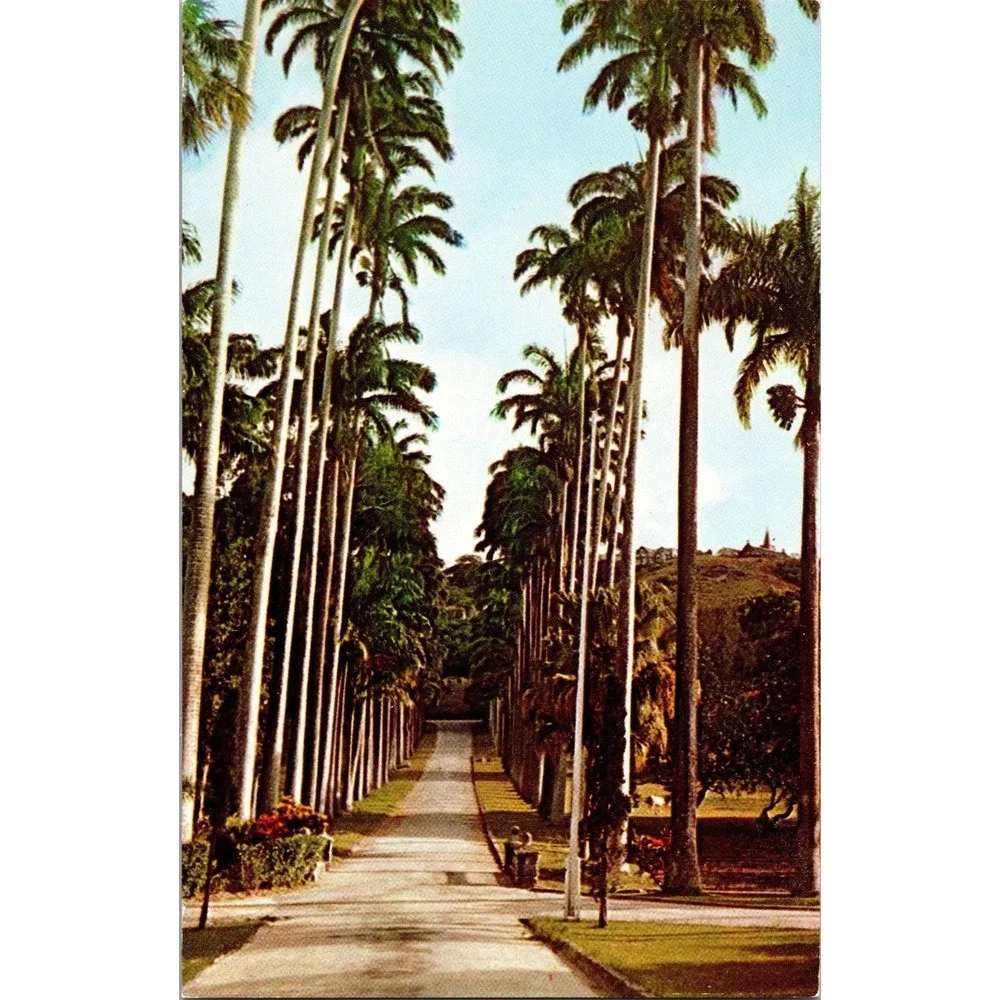 Vintage Barbados Codrington‎ College Entrance Palm Tree Postcard